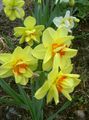   sárga Kerti Virágok Nárcisz / Narcissus fénykép