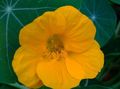   yellow Garden Flowers Nasturtium / Tropaeolum Photo