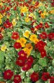   červená Záhradné kvety Kapucínka / Tropaeolum fotografie