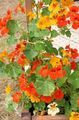   pomarańczowy Ogrodowe Kwiaty Nasturcja / Tropaeolum zdjęcie
