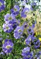   light blue Garden Flowers Nasturtium / Tropaeolum Photo