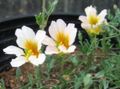   weiß Gartenblumen Kapuzinerkresse / Tropaeolum Foto