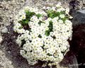   branco Flores do Jardim Miosótis / Myosotis foto