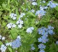   голубой Садовые Цветы Незабудка / Myosotis Фото