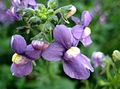   purpurowy Ogrodowe Kwiaty Nemesia zdjęcie