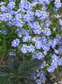   svijetlo plava Vrtne Cvjetovi Cape Dragulji / Nemesia Foto