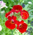   червен Градински цветове Кейп Бижута / Nemesia снимка