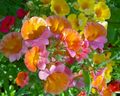   πορτοκάλι Λουλούδια κήπου Ακρωτήριο Κοσμήματα / Nemesia φωτογραφία
