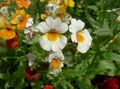   biały Ogrodowe Kwiaty Nemesia zdjęcie