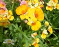   żółty Ogrodowe Kwiaty Nemesia zdjęcie