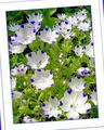   balts Dārza Ziedi Nemophila, Bērnu Blue-Acis Foto