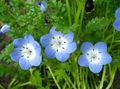   light blue Garden Flowers Nemophila, Baby Blue-eyes Photo