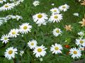   weiß Gartenblumen Ox-Eye Daisy, Shasta Gänseblümchen, Feld Gänseblümchen, Margerite, Mond Daisy / Leucanthemum Foto