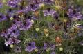   紫 园林花卉 黑种草 / Nigella damascena 照