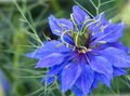   modrá Záhradné kvety Love-In-A-Hmly / Nigella damascena fotografie