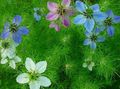  hellblau Gartenblumen Liebe-In-Ein-Nebel / Nigella damascena Foto