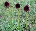 Liigid Orhidee, Musta Vanilje Orhidee, Musta Gymnadenia