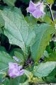   lilac Garden Flowers Shoofly Plant, Apple of Peru / Nicandra physaloides Photo