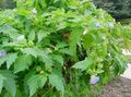   bleu ciel les fleurs du jardin Shoofly Plante, Pomme Du Pérou / Nicandra physaloides Photo