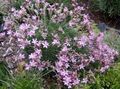   ružová Záhradné kvety Ježourek, Pichľavý Sporivosť / Acantholimon fotografie