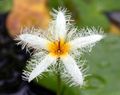   biały Ogrodowe Kwiaty Nimfeynik (Bolotnotsvetnik) / Nymphoides zdjęcie