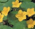   giallo I fiori da giardino Galleggianti Cuore, Frangia Acqua, Acqua Di Colore Giallo Fiocco Di Neve / Nymphoides foto