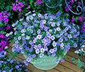   modrá Záhradné kvety Cup Flower / Nierembergia fotografie