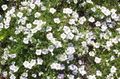  biely Záhradné kvety Cup Flower / Nierembergia fotografie