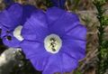   azul Flores do Jardim Nolana foto
