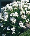   бял Градински цветове Aubrieta, Рок Кресон снимка