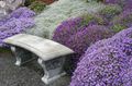  lilac bláthanna gairdín Aubrieta, Biolar Carraig Photo