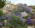   světle modrá Zahradní květiny Aubrieta, Rock Řeřicha fotografie