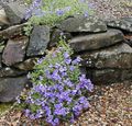   jasnoniebieski Ogrodowe Kwiaty Aubrieta (Aubretsiya) zdjęcie