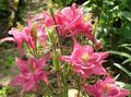   rosa Trädgårdsblommor Columbine Flabellata, Europeiska Akleja / Aquilegia Fil