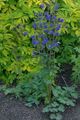   azul Flores do Jardim Columbine Flabellata, Aquilégia Europeu / Aquilegia foto