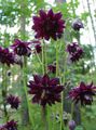   vinoso I fiori da giardino Columbine Flabellata, Columbine Europeo / Aquilegia foto