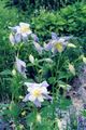   šviesiai mėlynas Sodo Gėlės Columbine Flabellata, Europos Columbine / Aquilegia Nuotrauka