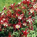   rojo Flores de jardín Aguileña Flabellata, Aguileña Europeo / Aquilegia Foto