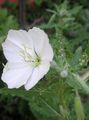   ホワイト 庭の花 白キンポウゲ、淡い月見草 / Oenothera フォト