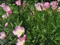   ピンク 庭の花 白キンポウゲ、淡い月見草 / Oenothera フォト