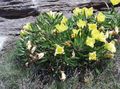  amarelo Flores do Jardim Botão De Ouro Branco, Prímula Pálido / Oenothera foto