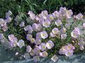   rosa Flores de jardín Onagra / Oenothera speciosa Foto