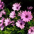   розов Градински цветове Африканска Маргаритка, Нос Маргаритка / Osteospermum снимка