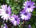   lilac garður blóm Daisy Afríku, Cape Daisy / Osteospermum mynd