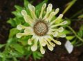   сары Бақша Гүлдер Osteospermum (Cape Daisy) Фото