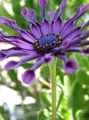   violett Trädgårdsblommor Afrikansk Tusensköna, Udddaisy / Osteospermum Fil