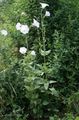   bianco I fiori da giardino Ostrowskia / Ostrowskia magnifica foto