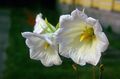   branco Flores do Jardim Ostrowskia / Ostrowskia magnifica foto