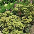   verde I fiori da giardino Stonecrop Appariscente / Hylotelephium spectabile foto