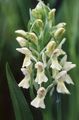   bílá Zahradní květiny Májový, Puntíkovaný Orchidej / Dactylorhiza fotografie